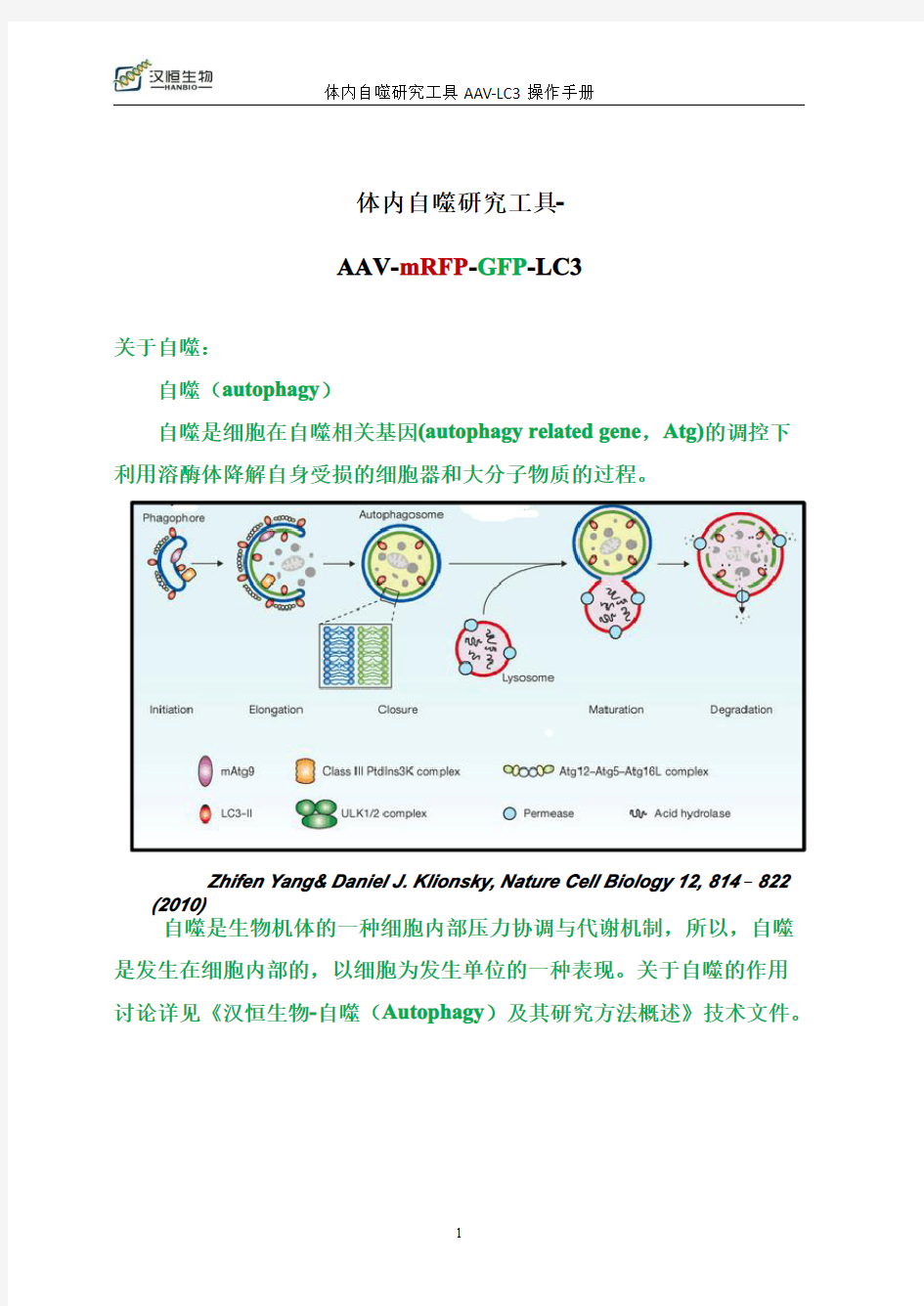 AAV-LC3操作手册