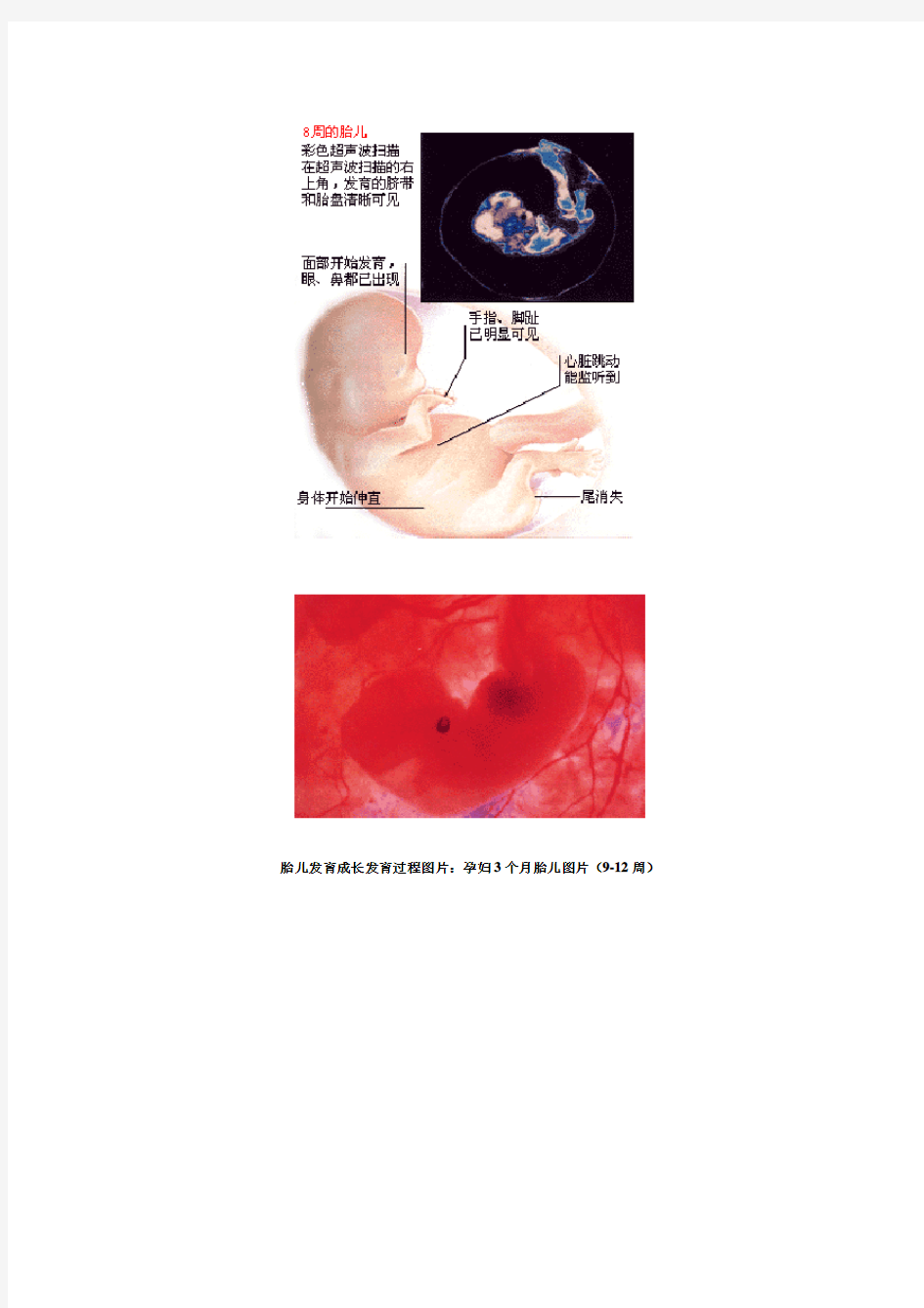 胎儿1到10个月发育过程(图)