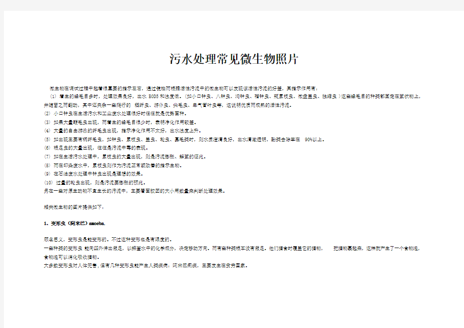 污水处理常见微生物高清晰照片