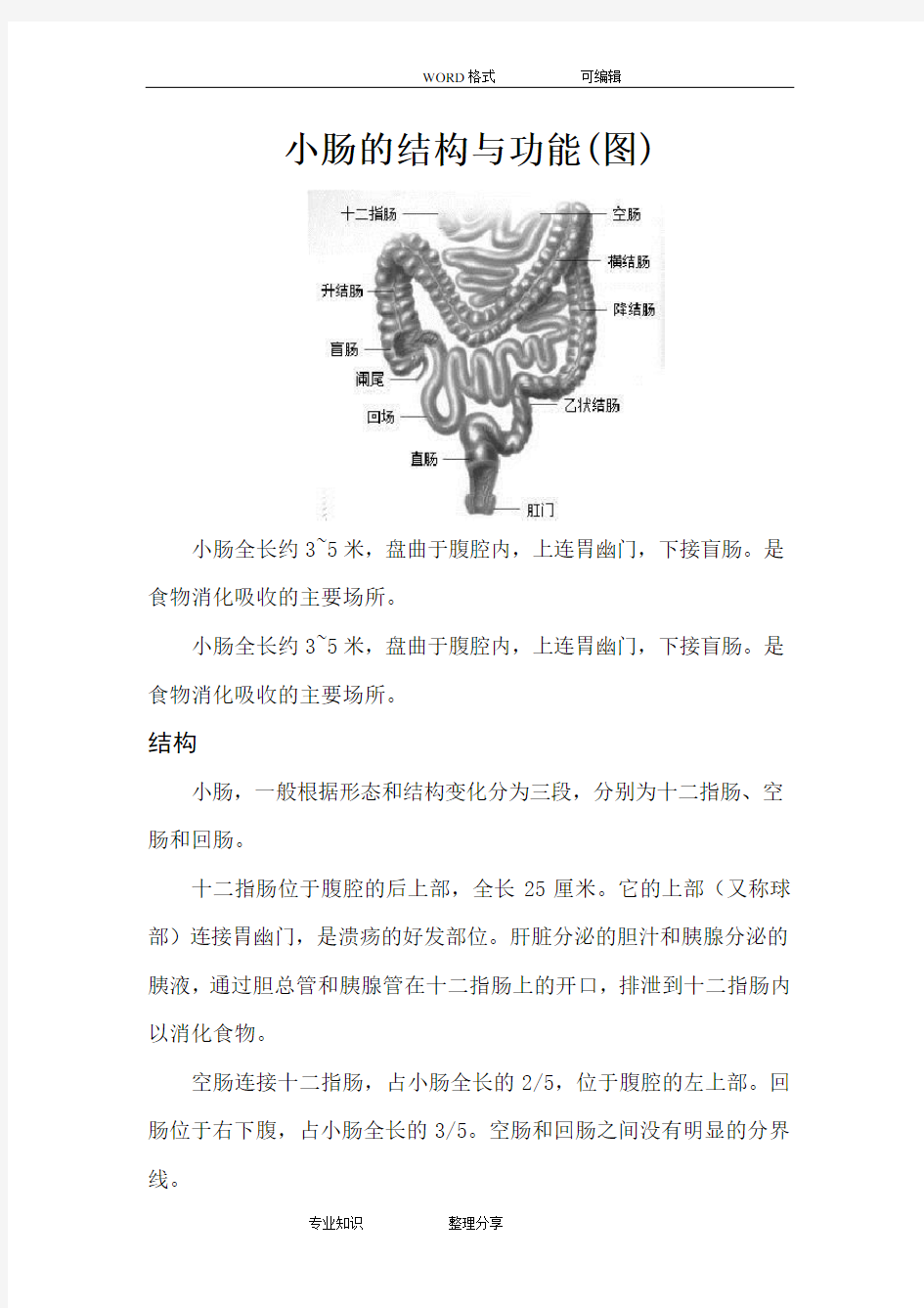 小肠的结构和功能(图)