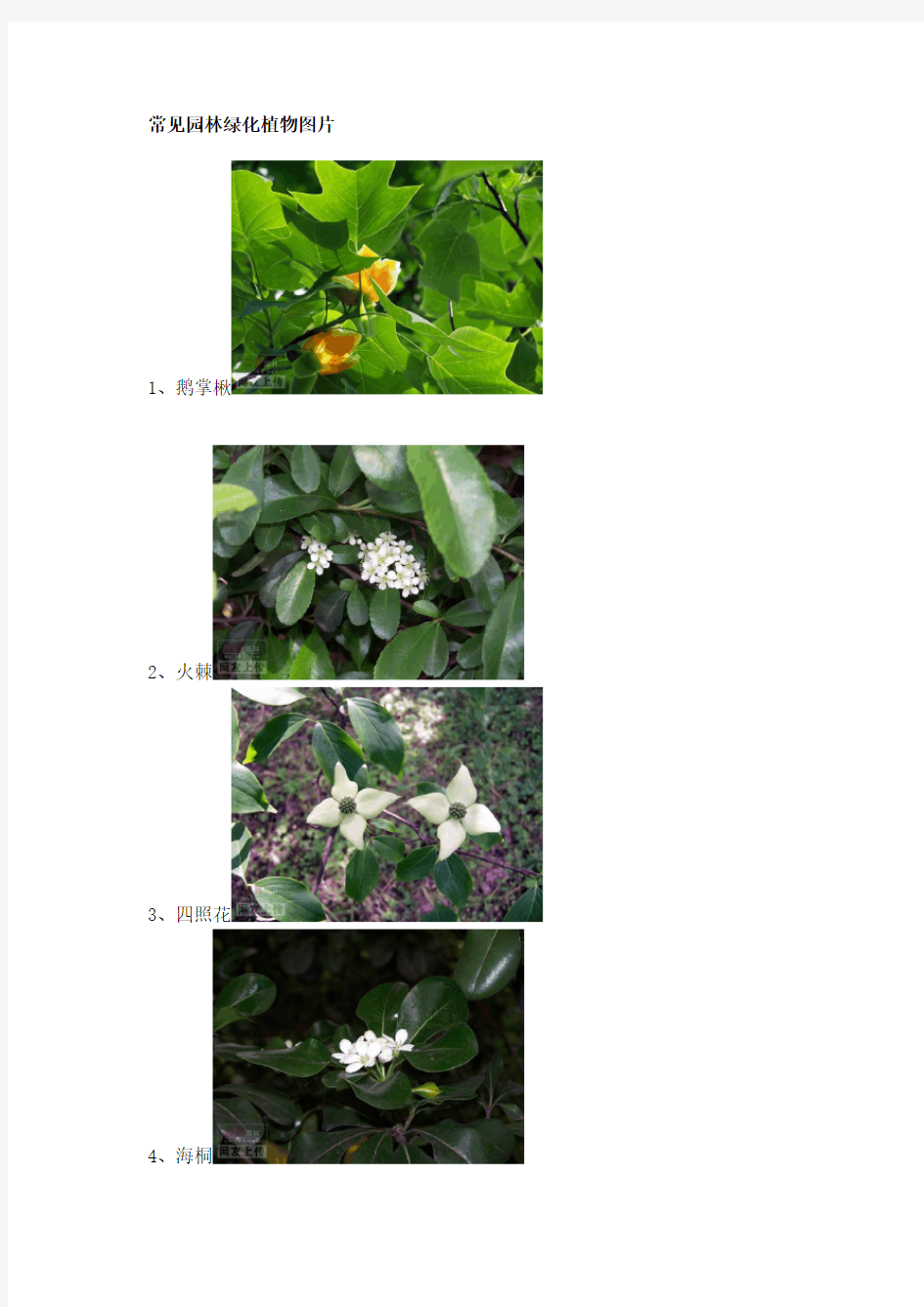 常见园林绿化植物图片(80个 图片可以