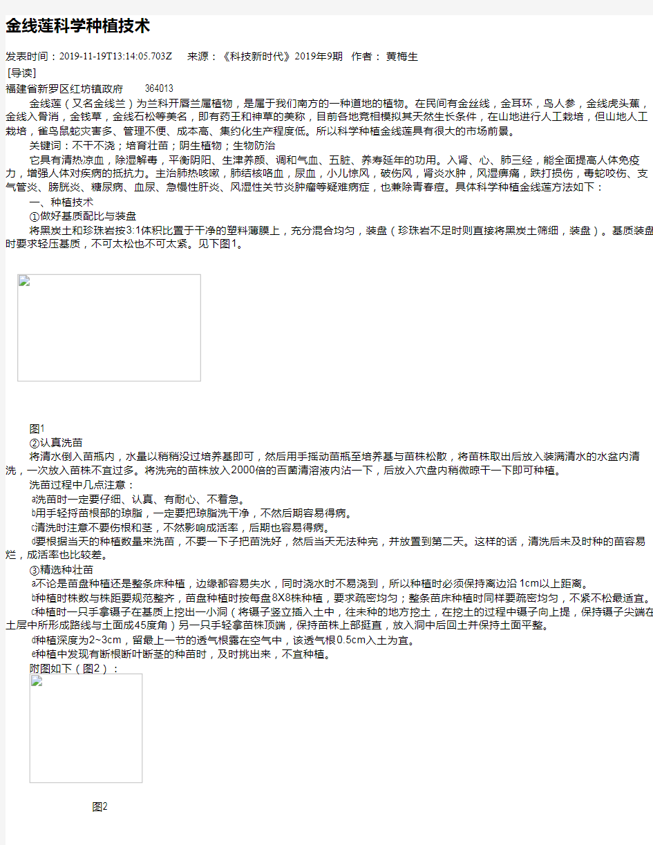 金线莲科学种植技术