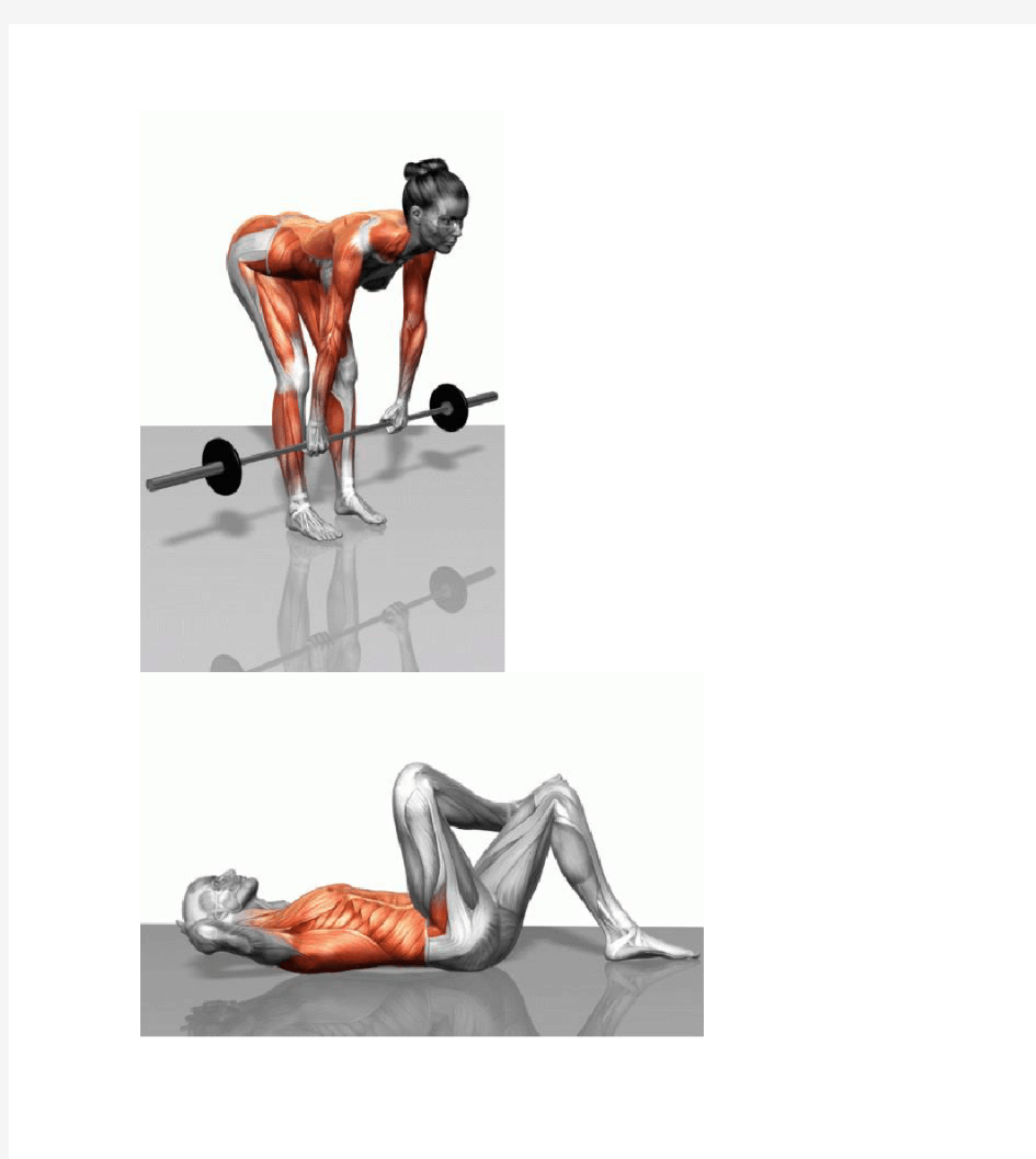 健身房锻炼肌肉3D图解