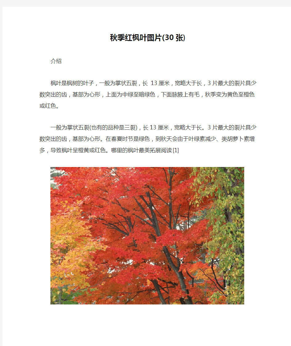秋季红枫叶图片(30张))