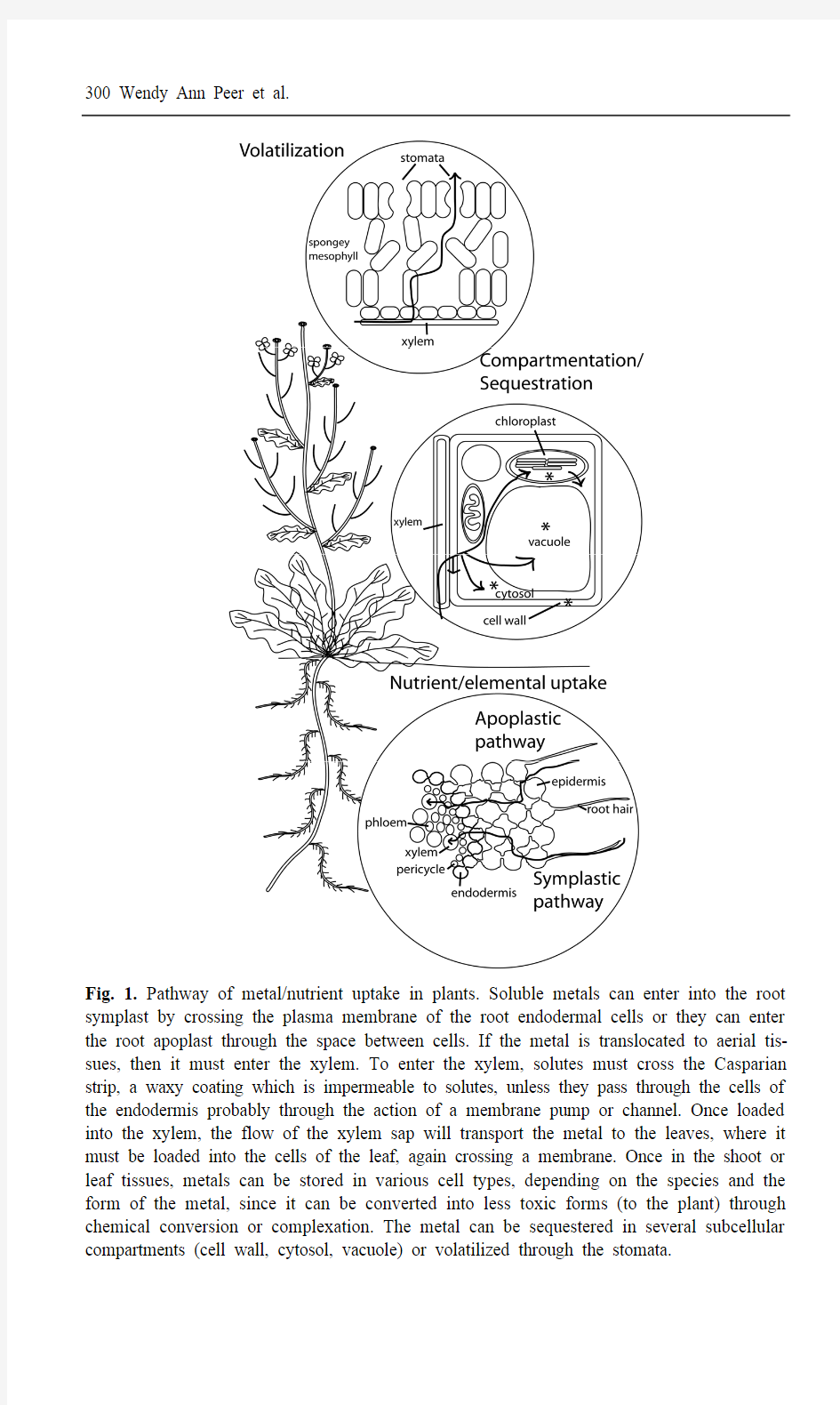 Phytoremediation and hyperaccumulator plants