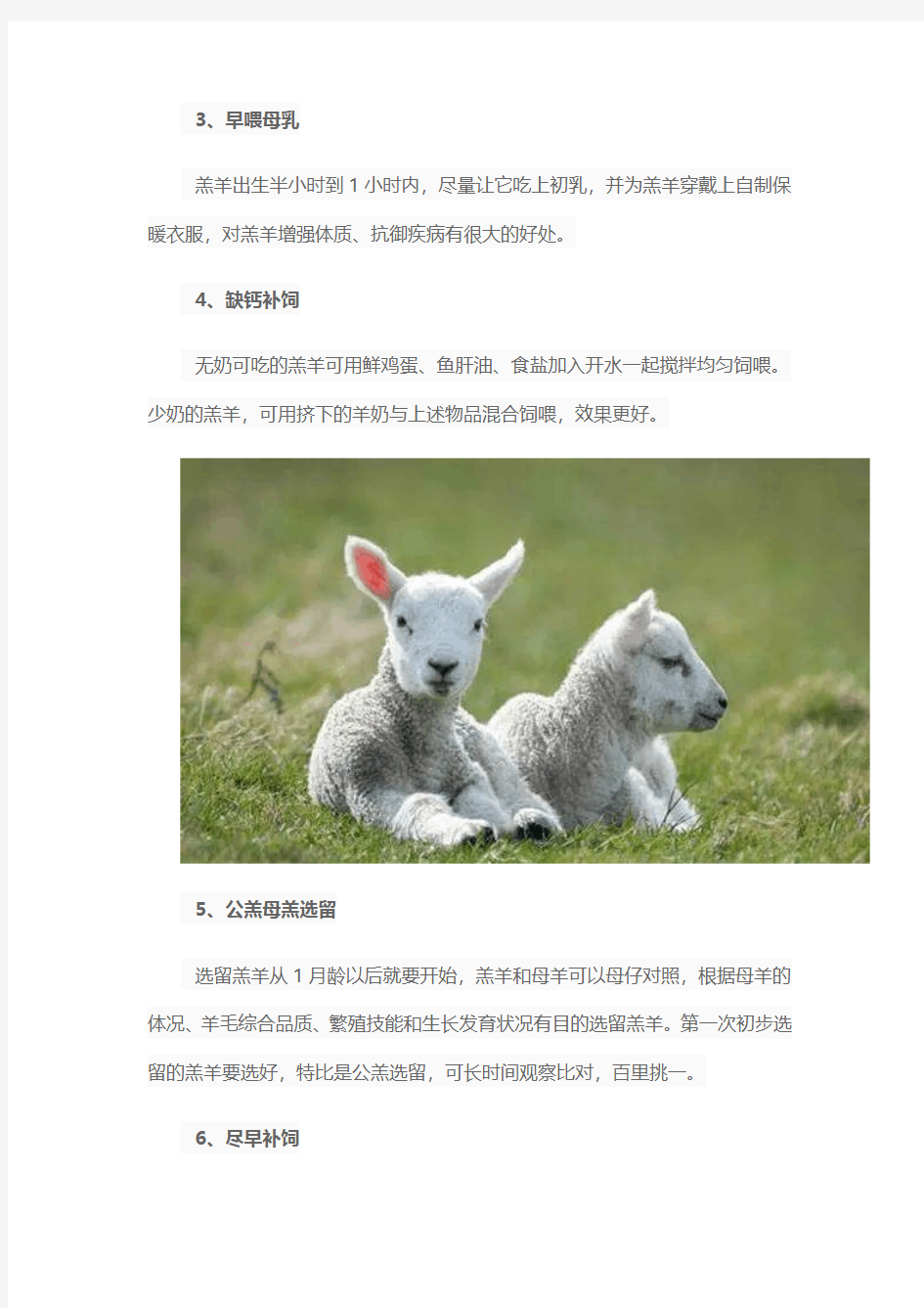 新生羔羊日常管理八大注意事项