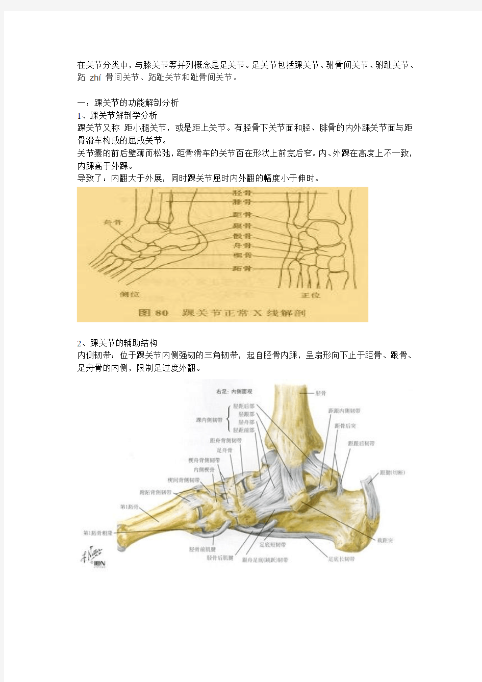 踝关节功能解剖、损伤与恢复