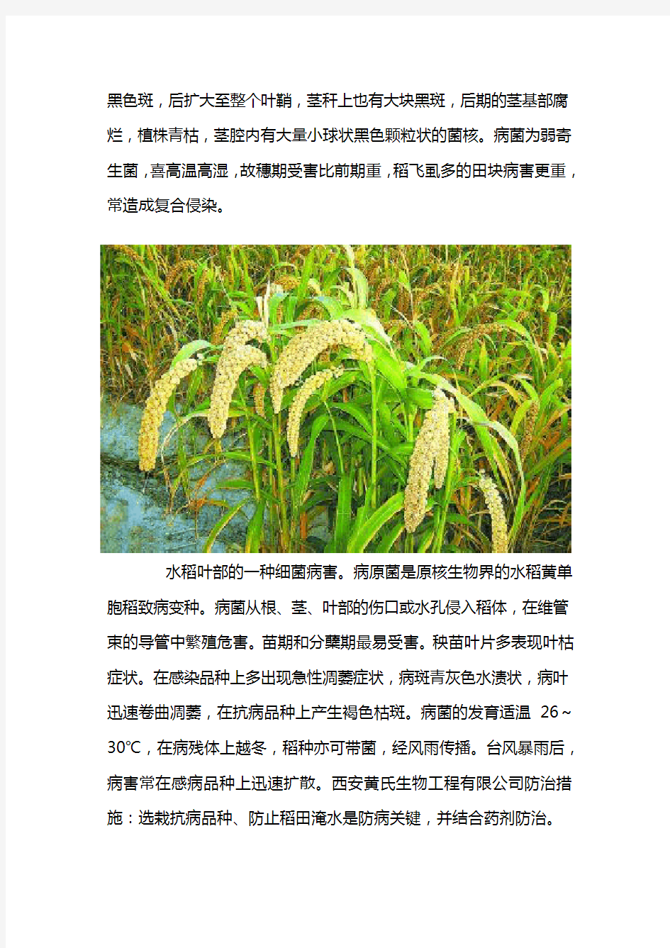 水稻病虫害防治方法
