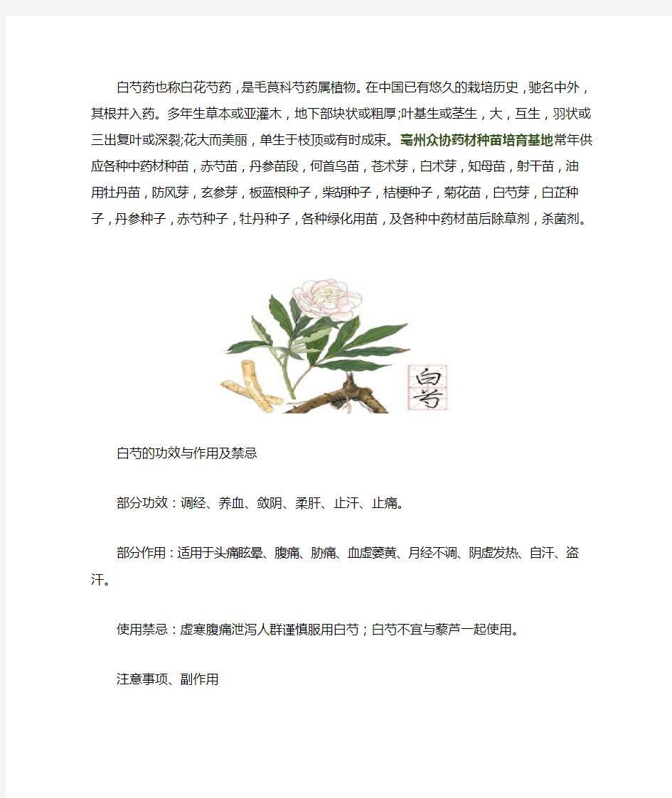 白芍苗后专用除草剂