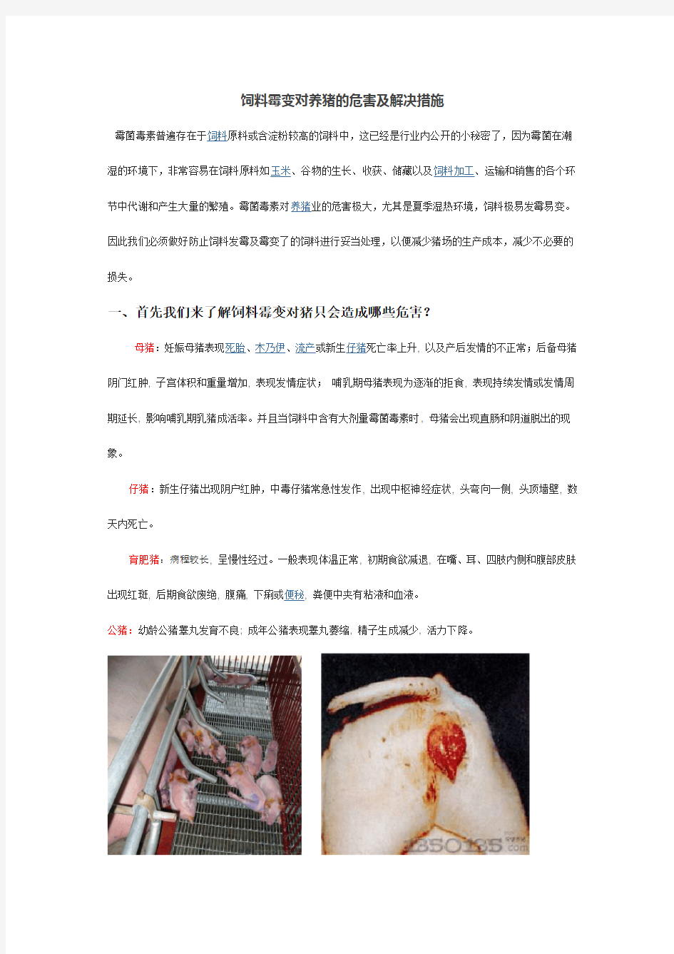 饲料霉变对养猪的危害及解决措施