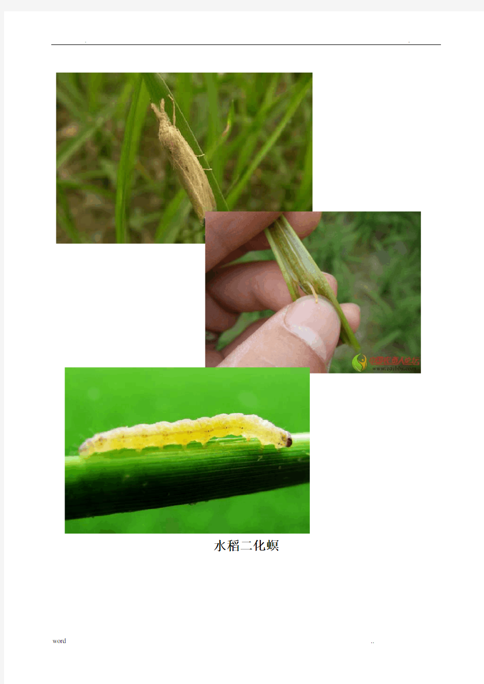 农作物常见病虫害图片