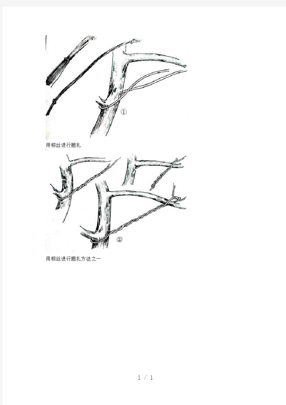 盆景的制作方法word版