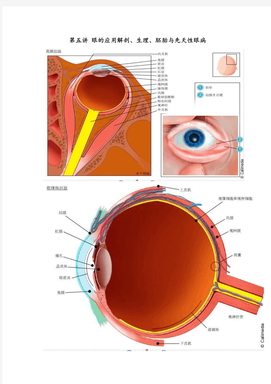 《特殊儿童病理学》第五讲 眼的应用解剖、生理、胚胎与先天性眼病