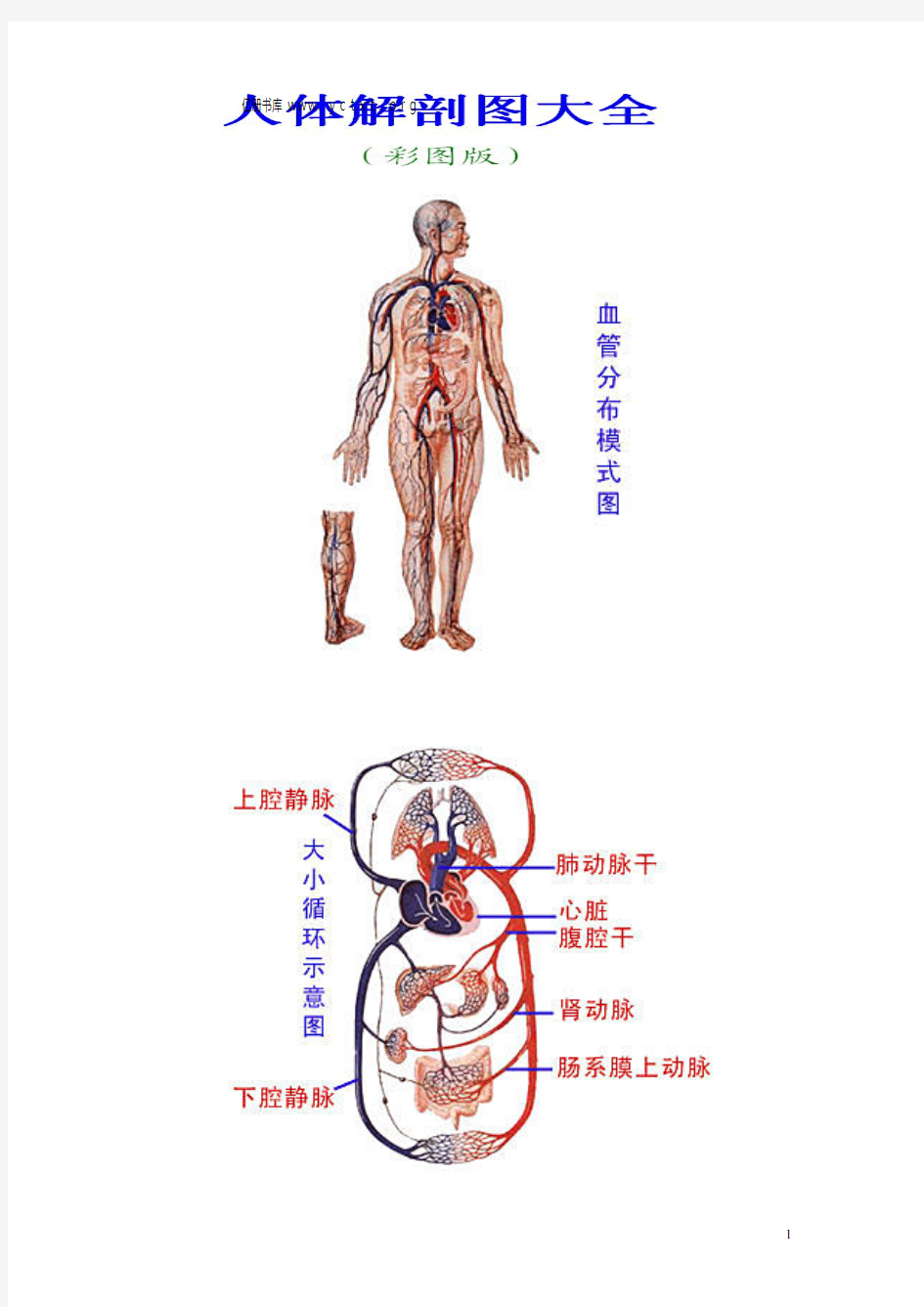 人体解剖图大全彩图版