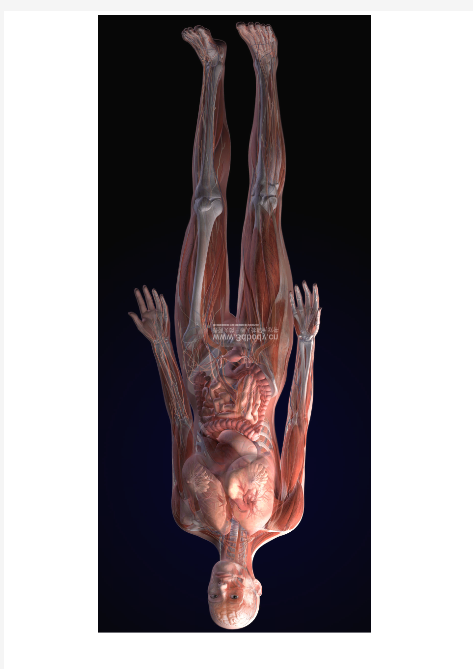 爱爱医资源-人全套精美3D人体解剖图谱(1)