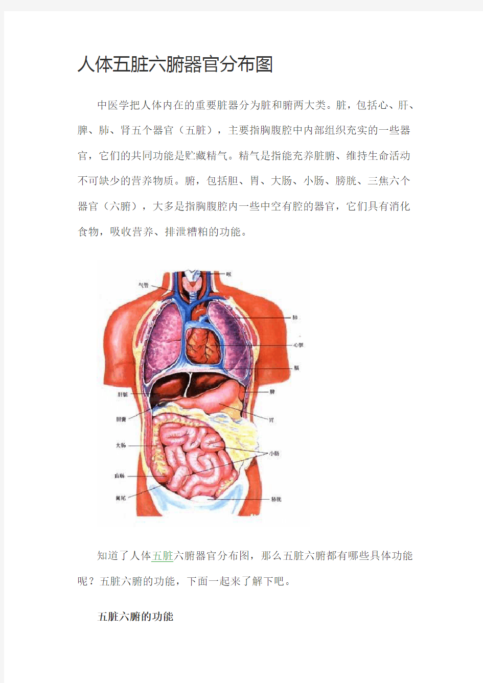 人体五脏六腑器官分布图