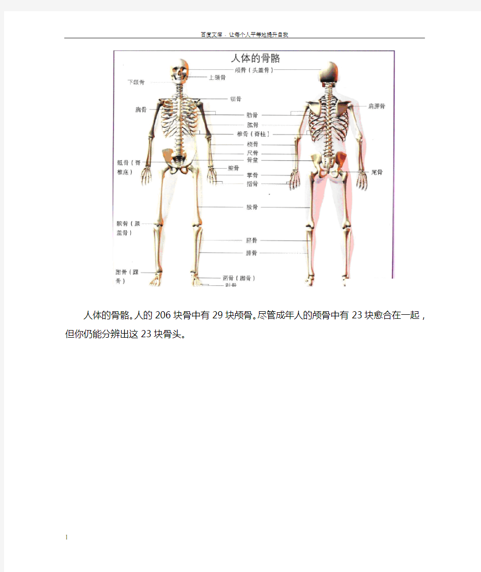 人体骨骼图(全身)骨骼结构图