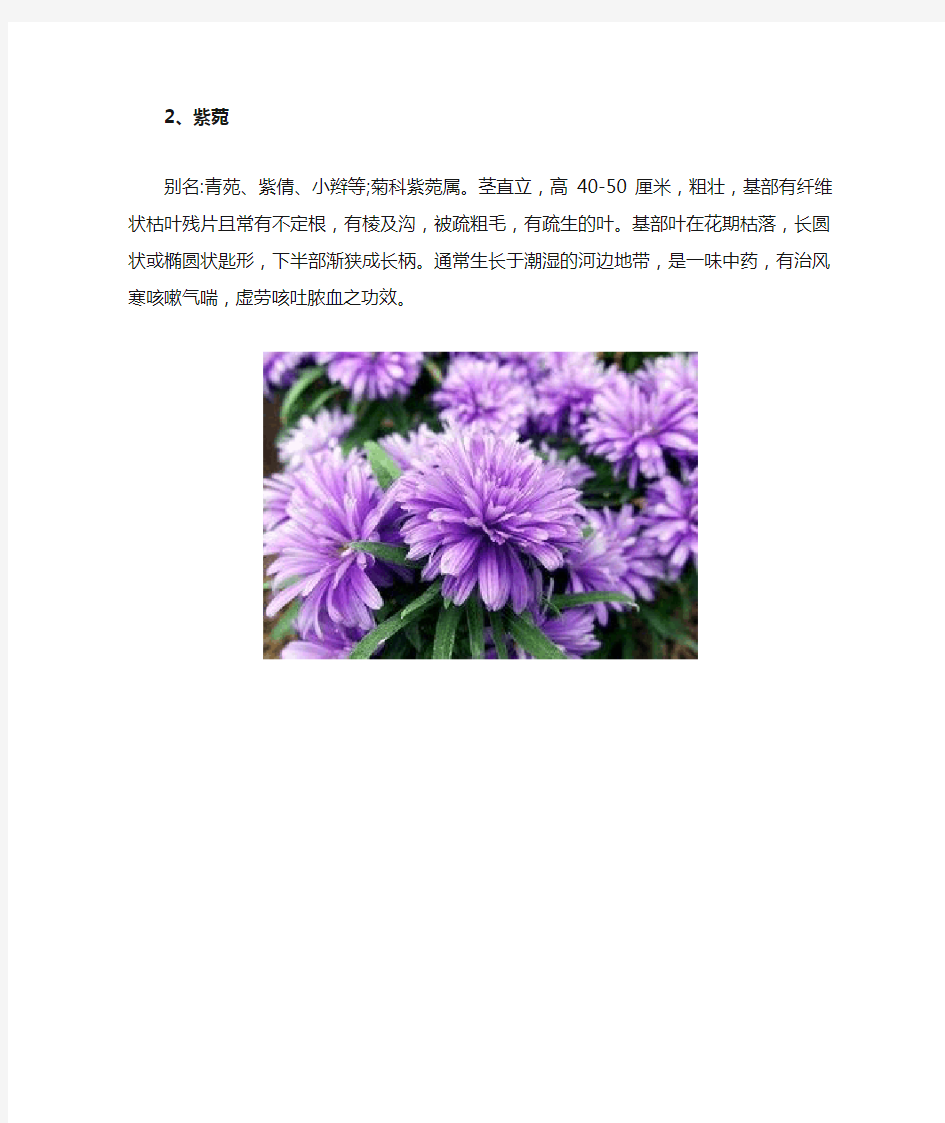 常用绿化花卉简介