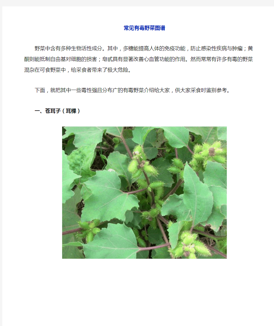 常见有毒野菜(图谱)