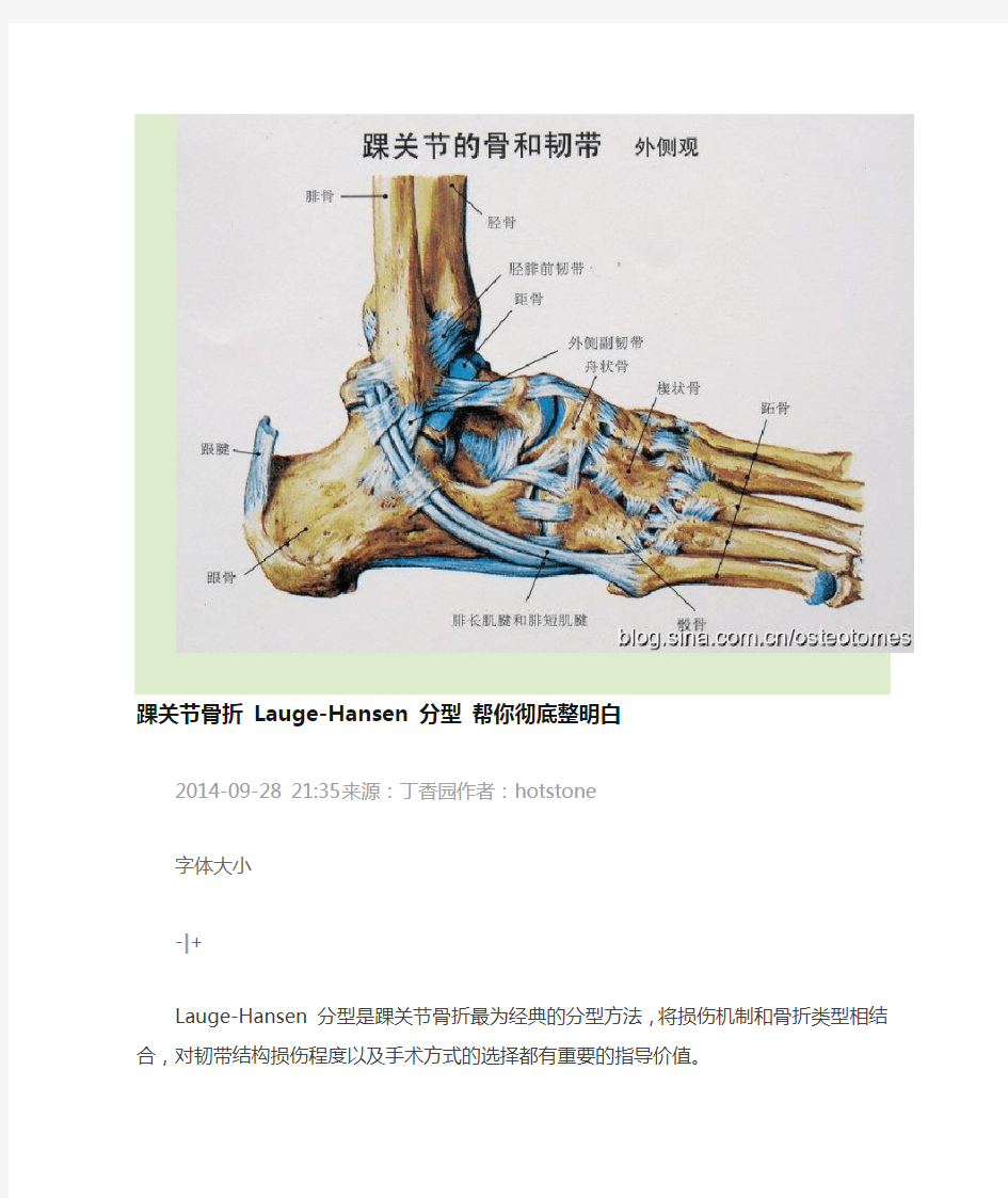 踝关节解剖包括韧带
