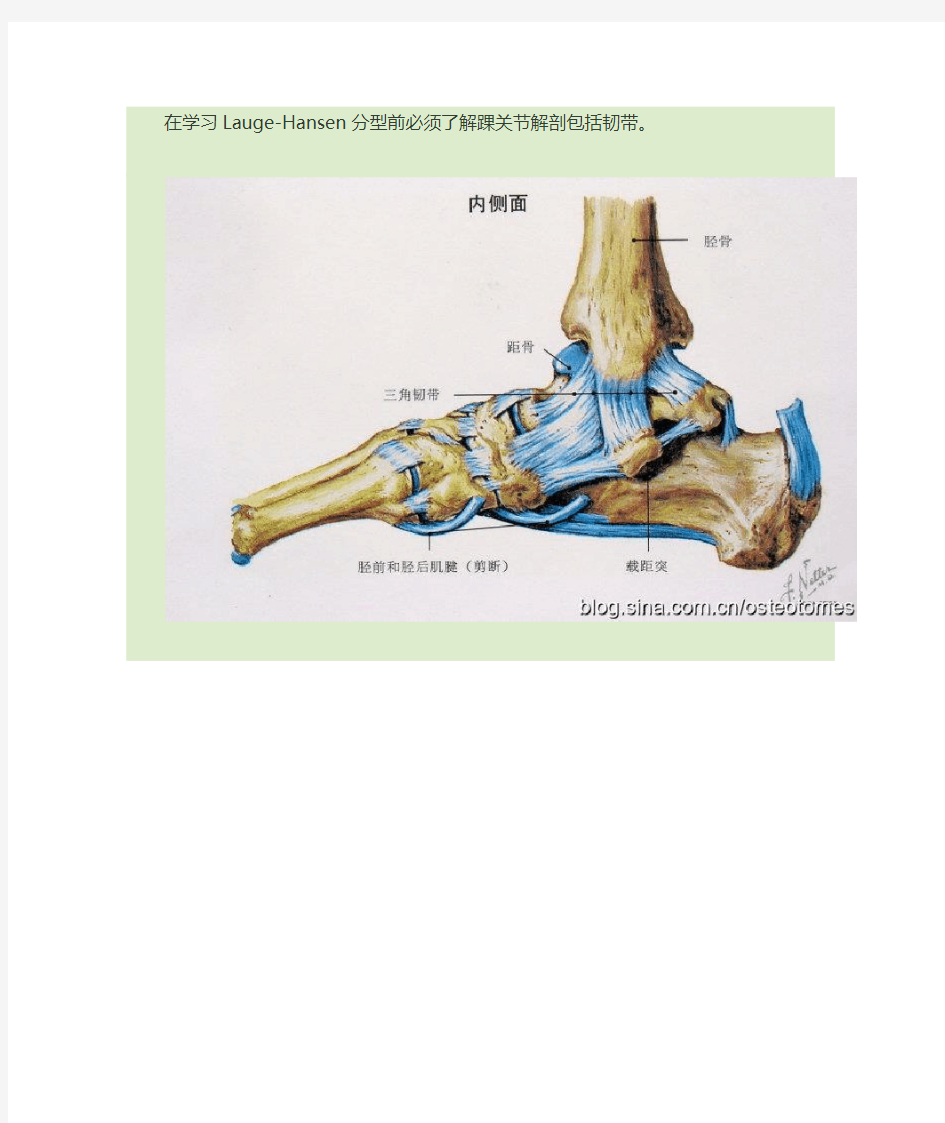 踝关节解剖包括韧带
