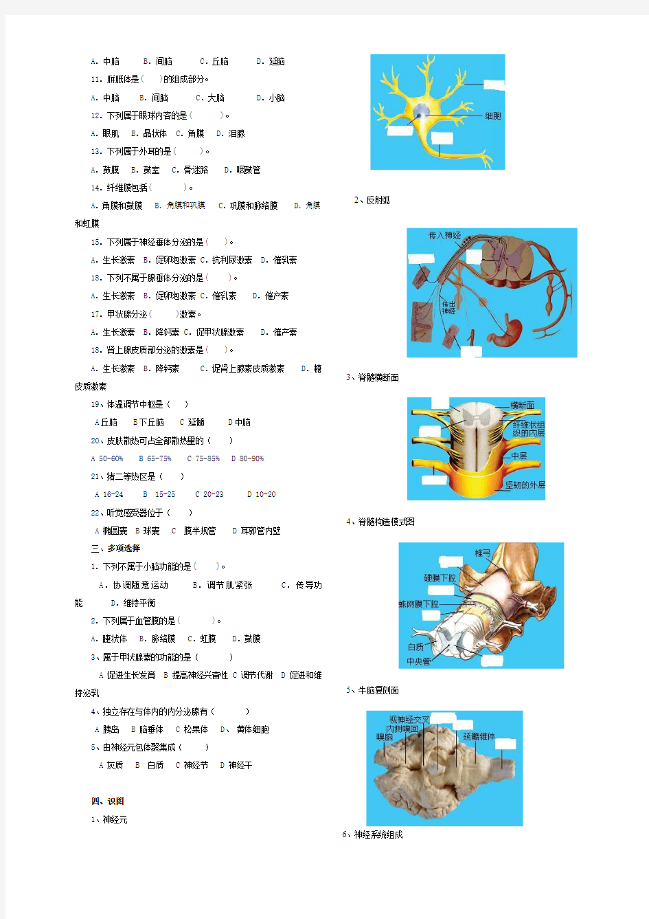 畜禽解剖生理测试题(11-14章)