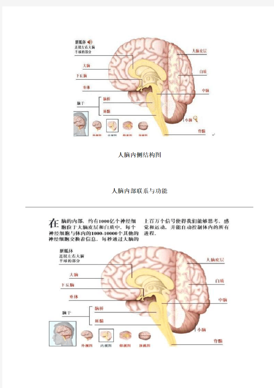 人脑功能结构图