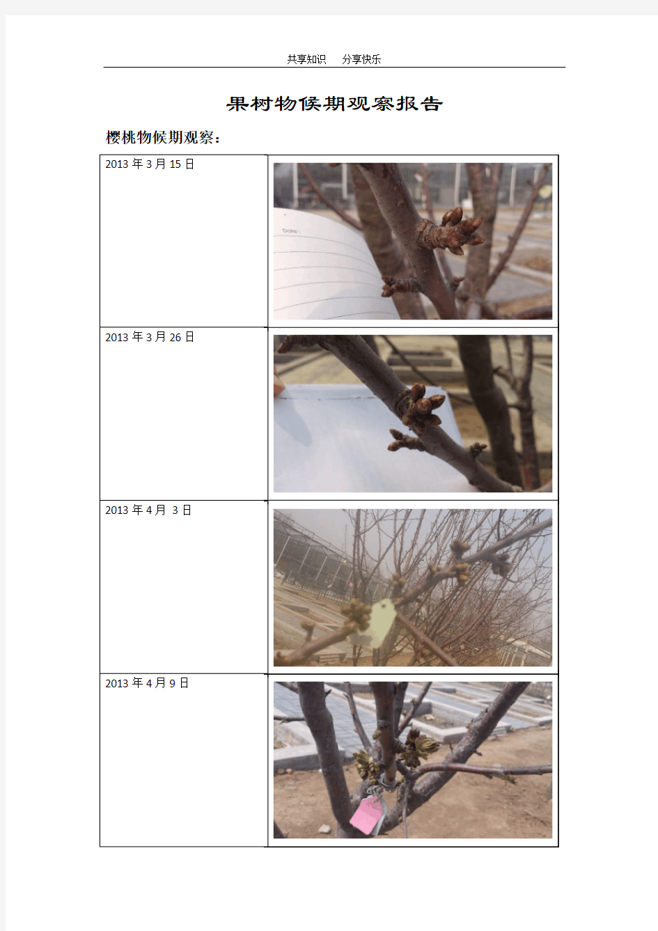 果树物候期报告-田间实验报告