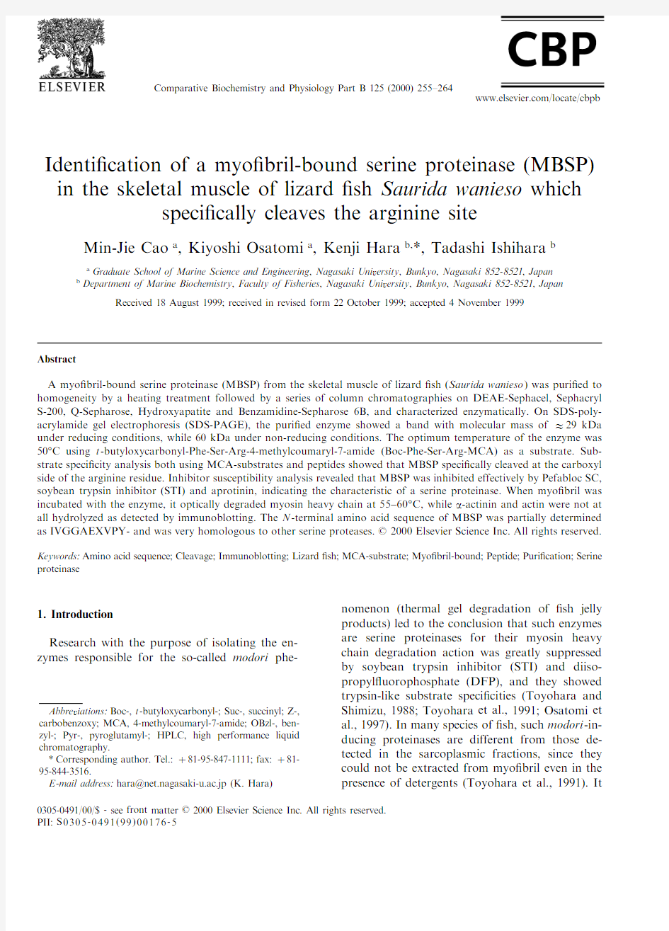 Identification of a myofibril-bound serine proteinase (MBSP)