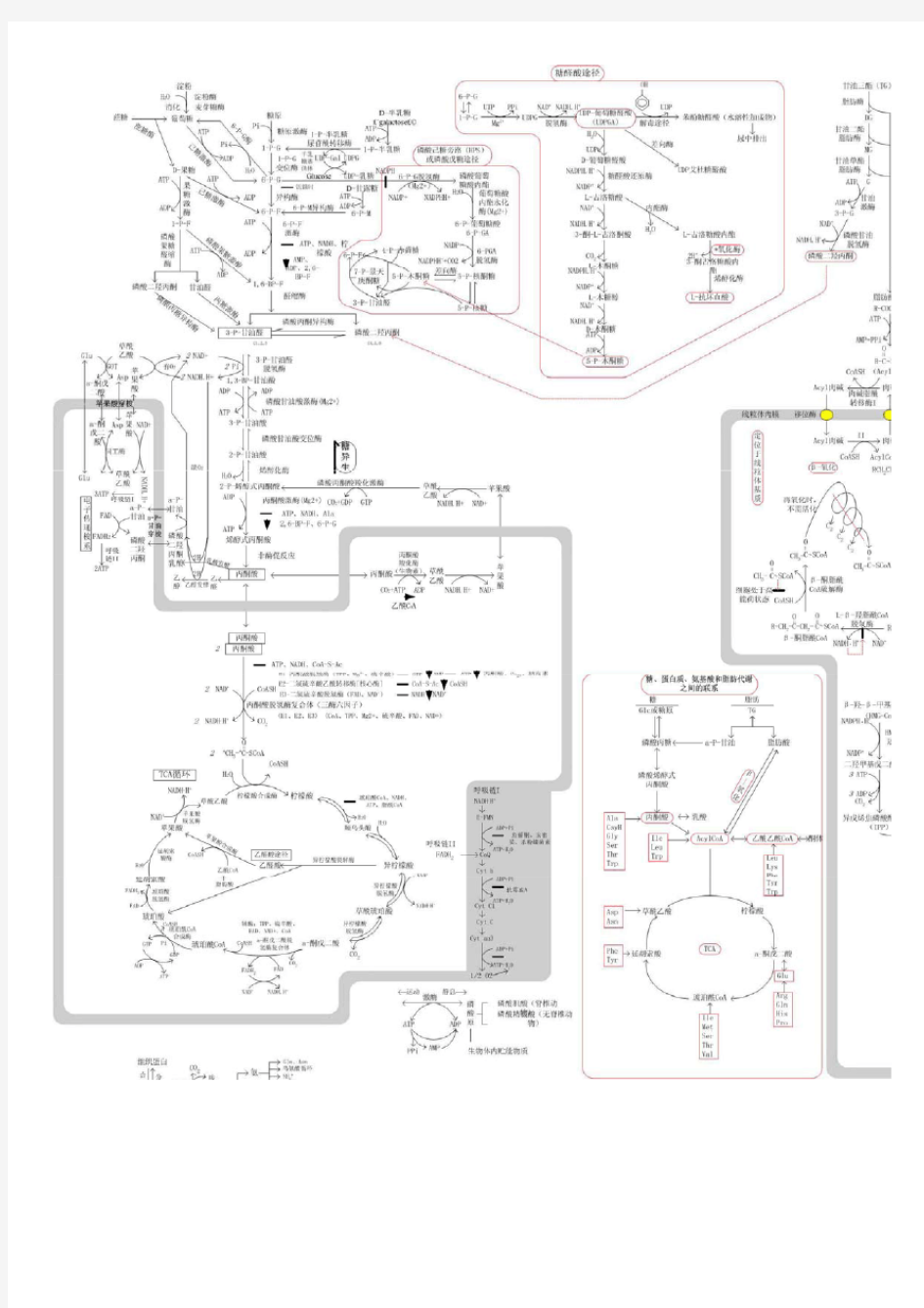 生物化学三大代谢图