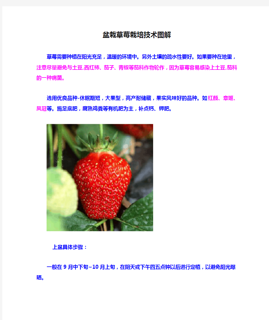 盆栽草莓栽培技术图解