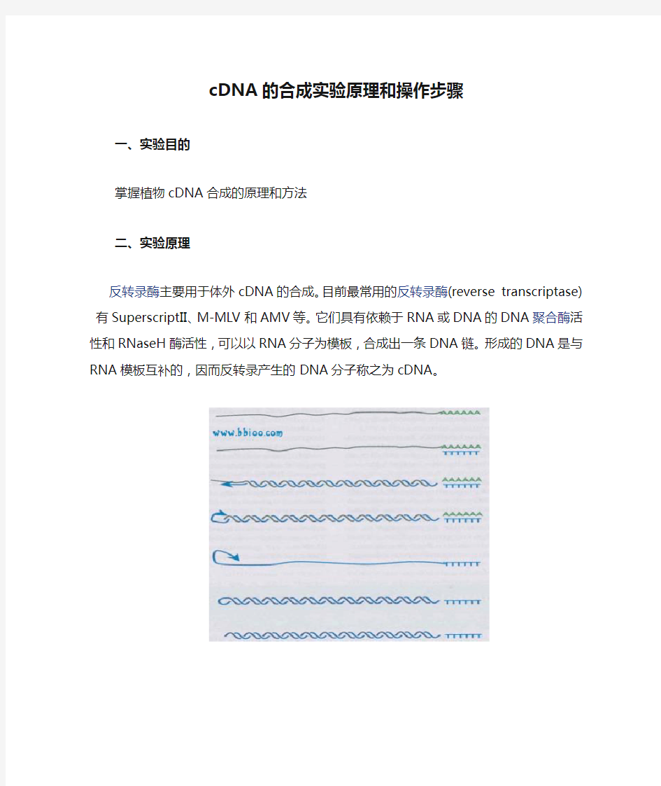 cDNA的合成实验原理和操作步骤