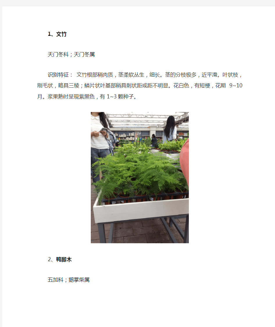 十五种常见室内绿化植物