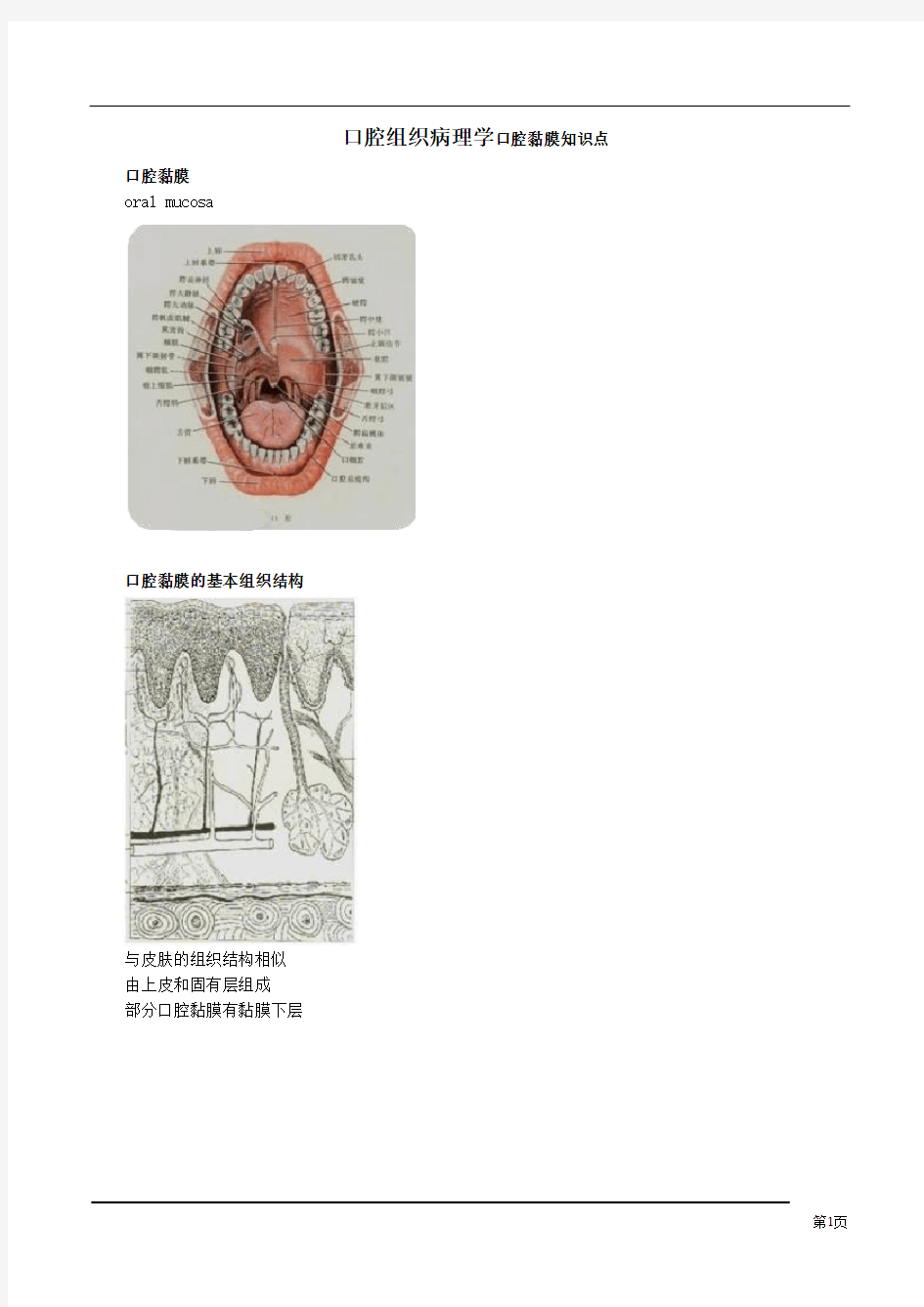 口腔组织病理学口腔黏膜知识点