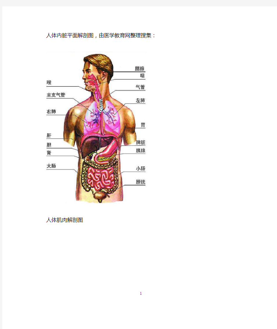 人体内脏平面解剖图