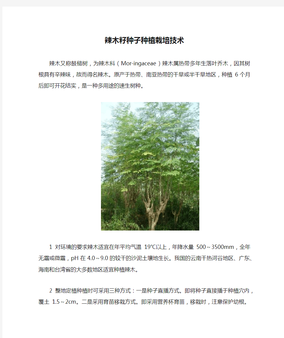 辣木籽种子种植栽培技术