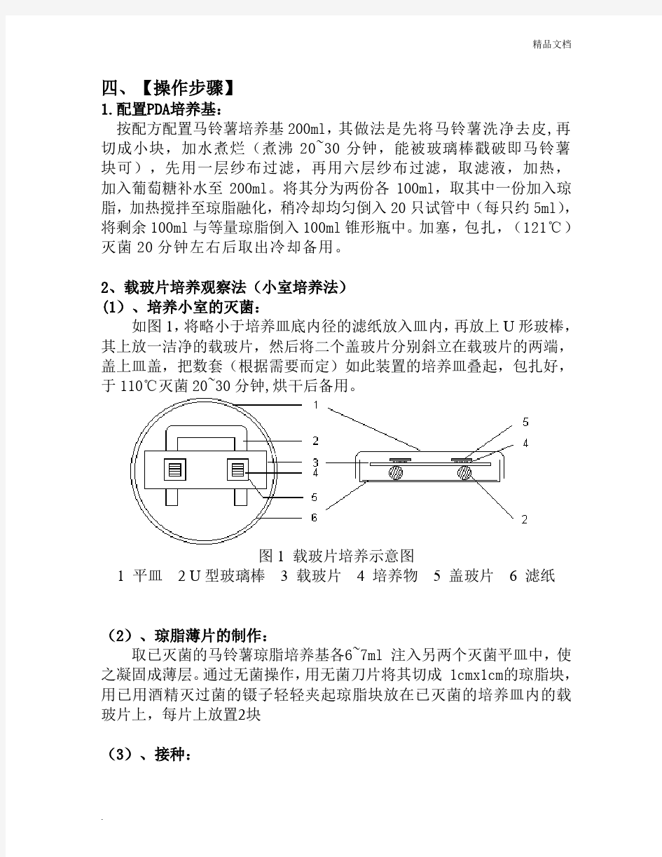 霉菌的形态观察