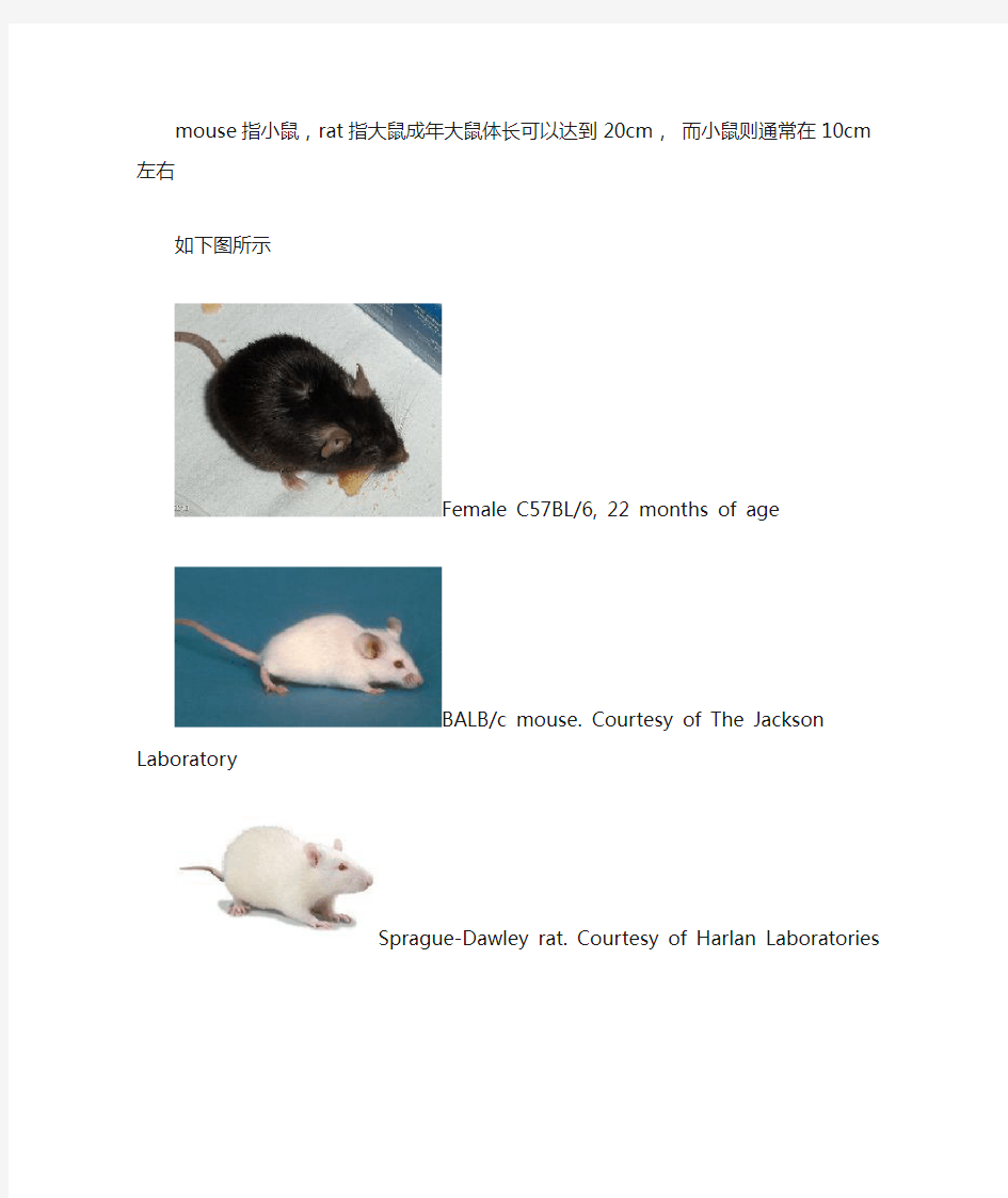 rat和mouse的区别