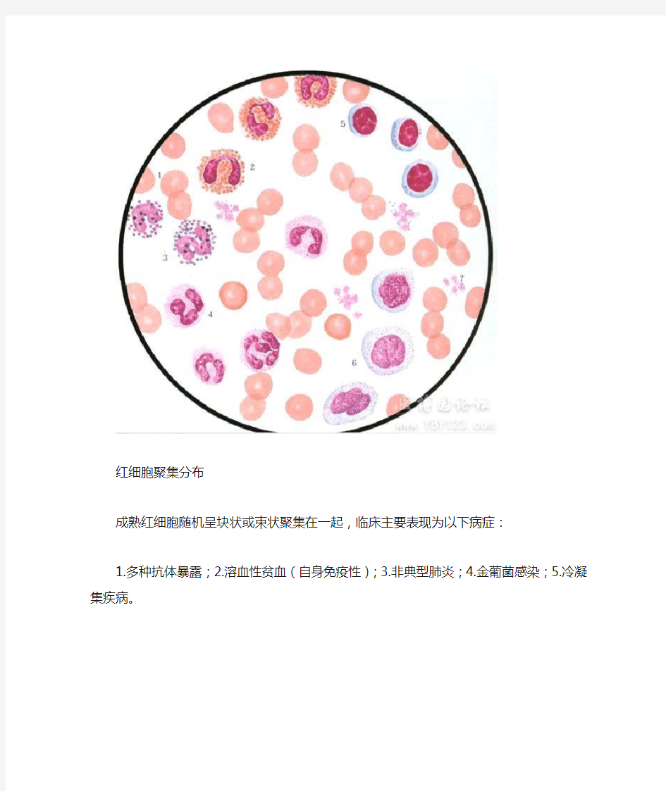 各种血细胞模式图