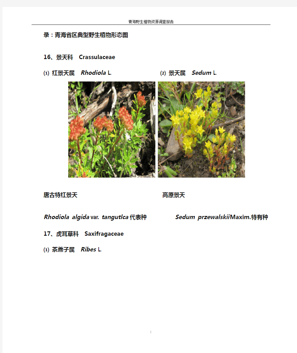 青海省野生要用植物资源图片-4