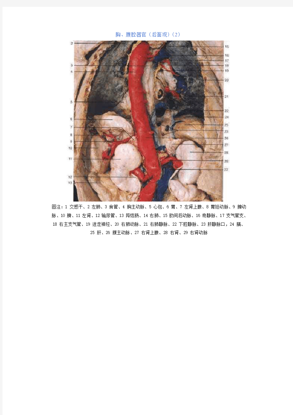 腹部解剖