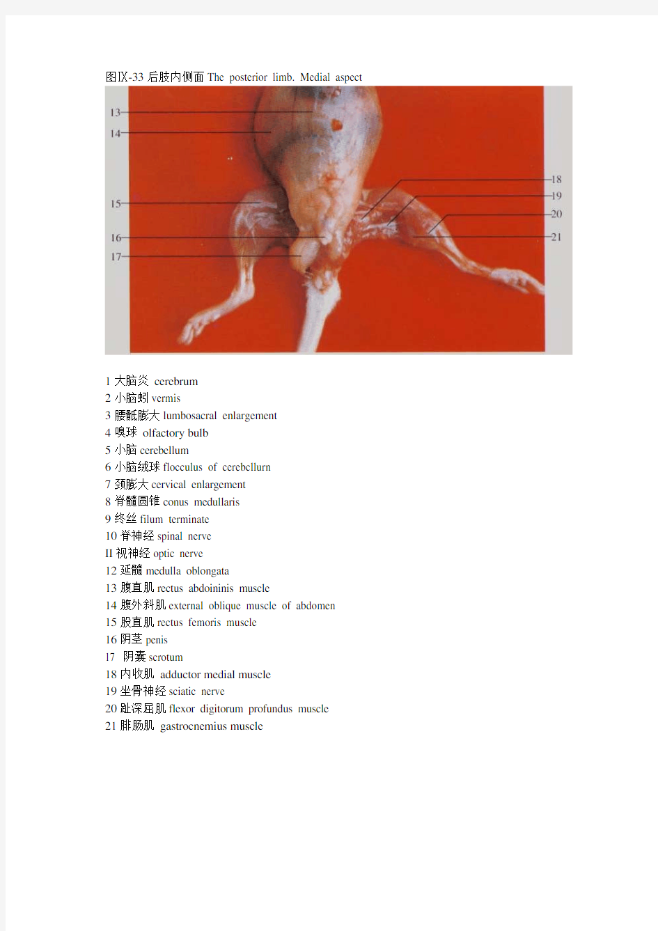 小鼠解剖图-神经器官、后肢