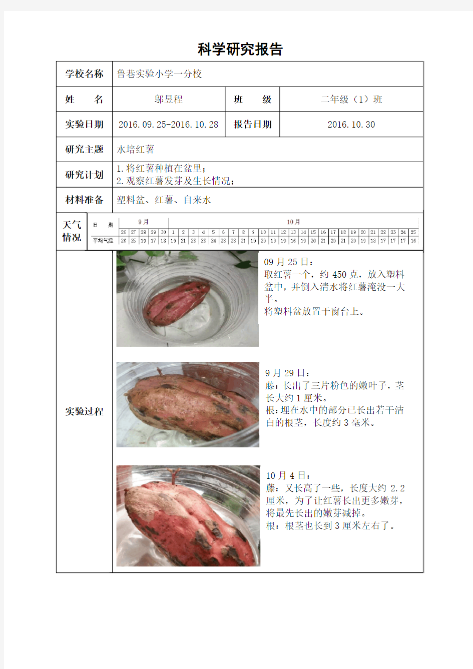 水培红薯研究报告----红薯