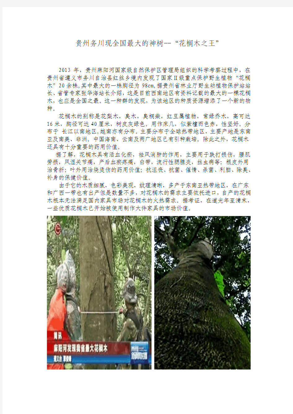 贵州务川现全国最大的神树