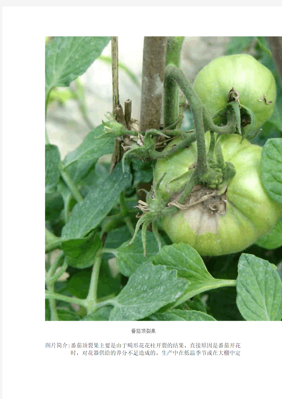 番茄病虫害图谱及防治方法介绍