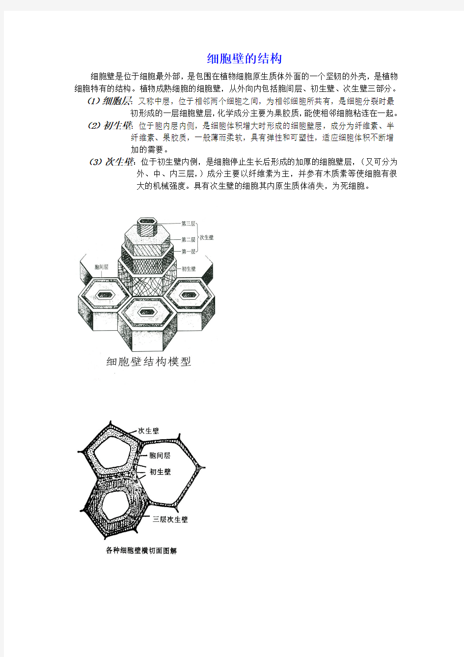 细胞壁