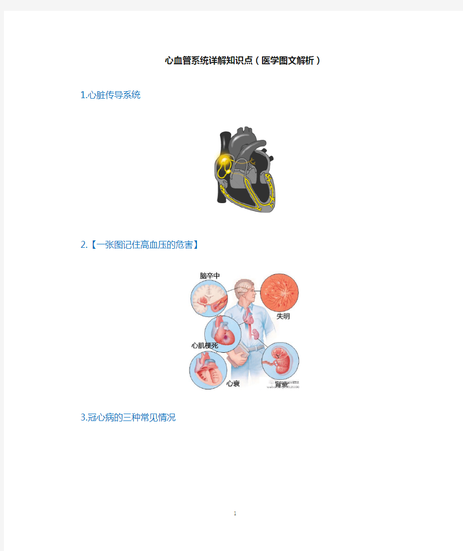 心血管系统详解知识点(医学图文解析)