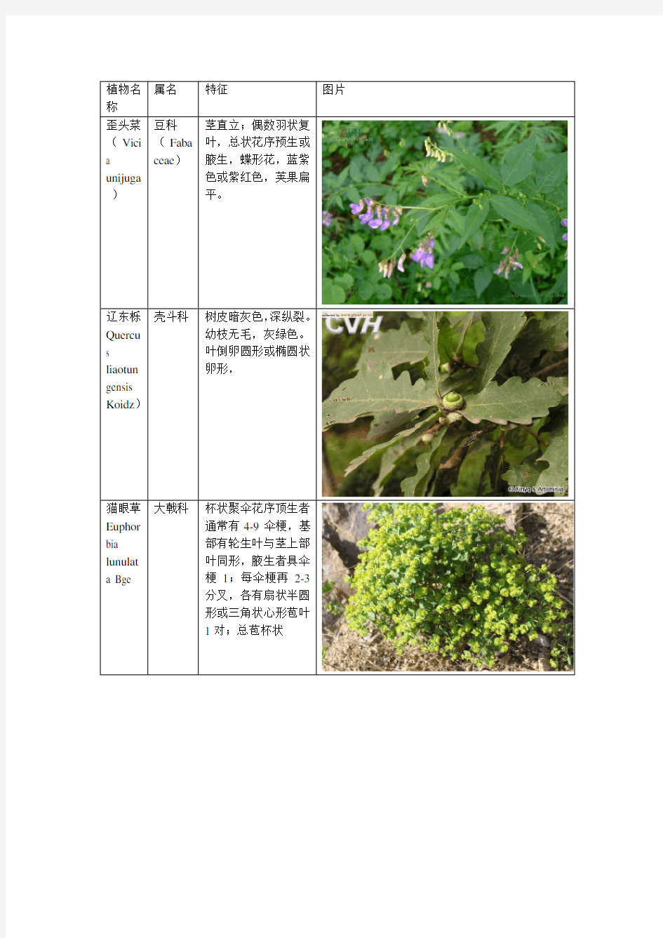 植物分类(图片+文字)