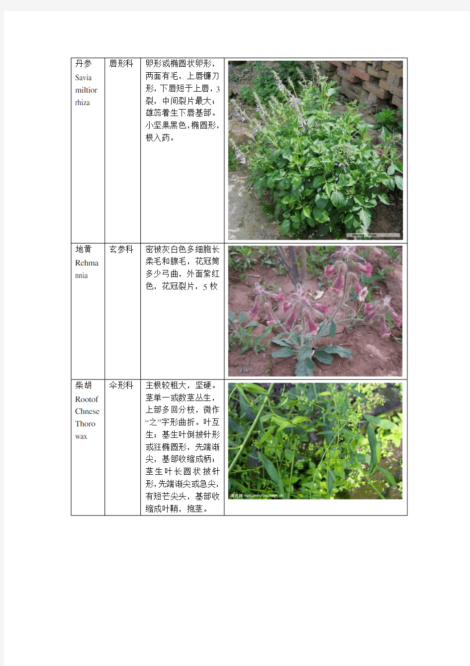 植物分类(图片+文字)