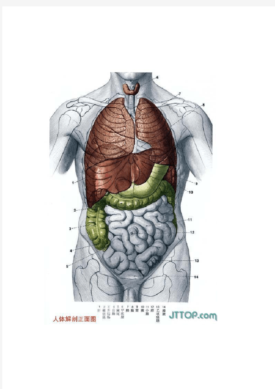 人体各个器官解剖图